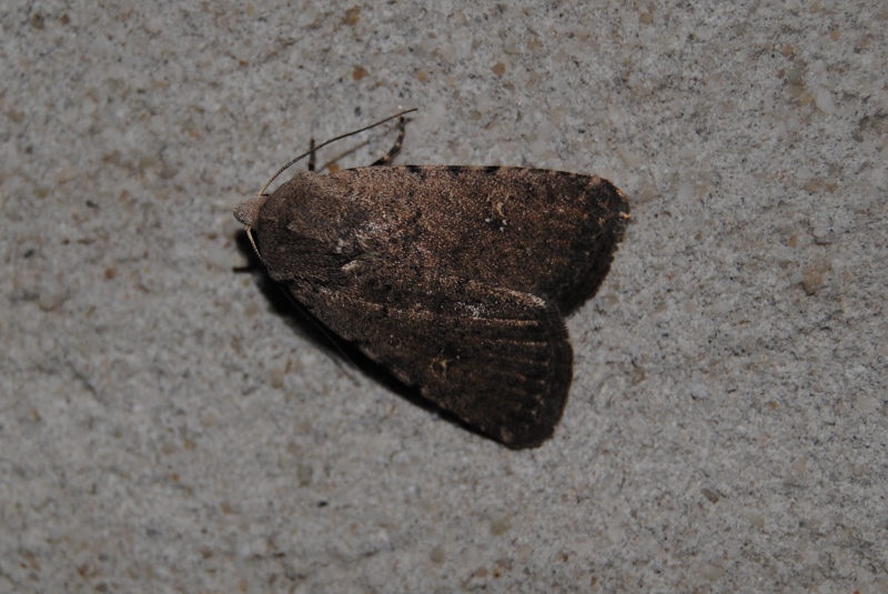 ID noctuidae